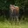 Moose