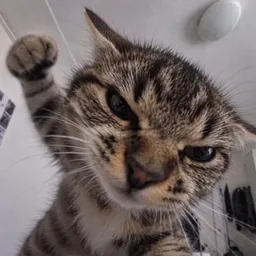 TOMMIE