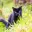 MIAU
