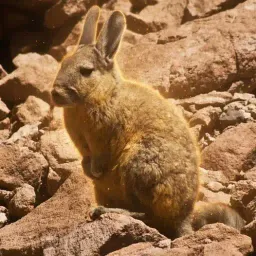 Viscacha