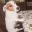 Awkward Dog