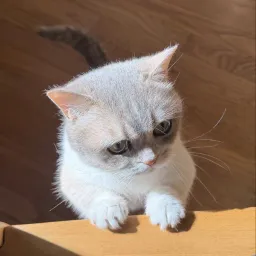 Hypurr