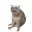Cash Cat