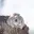 momonga