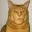 MOGCAT
