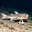 BATFISH