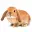 HONEYBUNNY