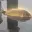 Carp