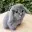 cabbit