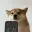 SDOG