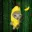 Banana Cat