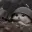 trenchcat