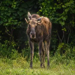 BULLWINKLE