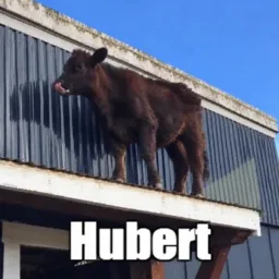 Hubert