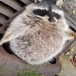 FATS