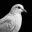 DOVE