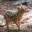 PUDU