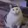 HUHCAT