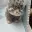 Manul