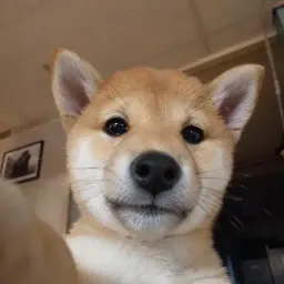 SI