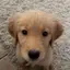 buddy