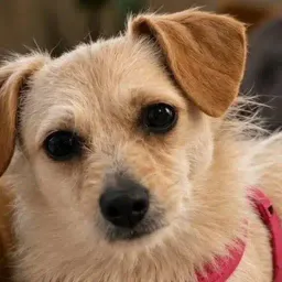 CALI