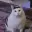 HUHCAT