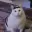 HUHCAT