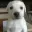 Perro 