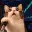 LEVERCAT