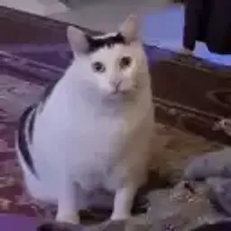 HUHCAT