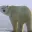 PolarBear