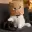 CATPERAZZI