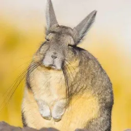 Viscacha