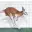 zKangaroo
