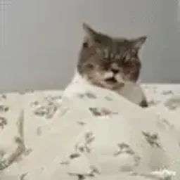 GoonCat