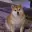 HUHDOG