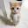 Gato
