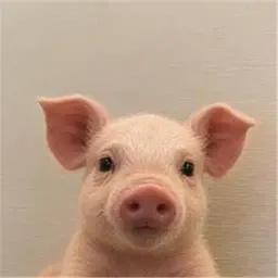 PIG