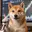 LEVERDOG