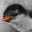 Gentoo