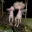 Fairies