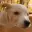 FlyingDog