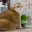 Hosico