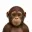 ape