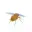 Fly