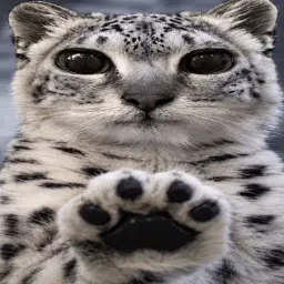 paws
