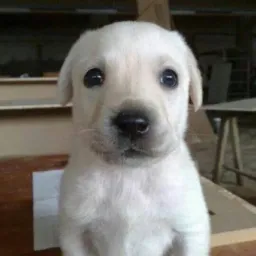 milly