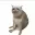 CASHCAT
