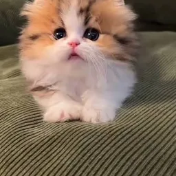 kitty